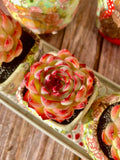Soul Fairy Succulent Bare Root Plant - Easy Care Rosette for Indoor Decor, Gifts & Weddings