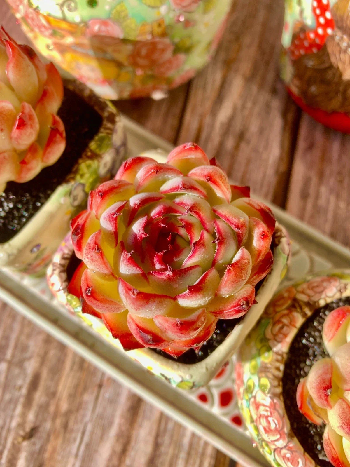 Soul Fairy Succulent Bare Root Plant - Easy Care Rosette for Indoor Decor, Gifts & Weddings