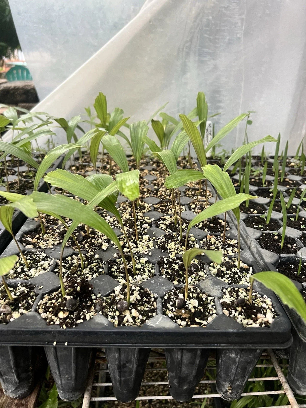 Arenga engleri (Dwarf Sugar Palm) Bare-Root Starter Seedlings — Set of 2