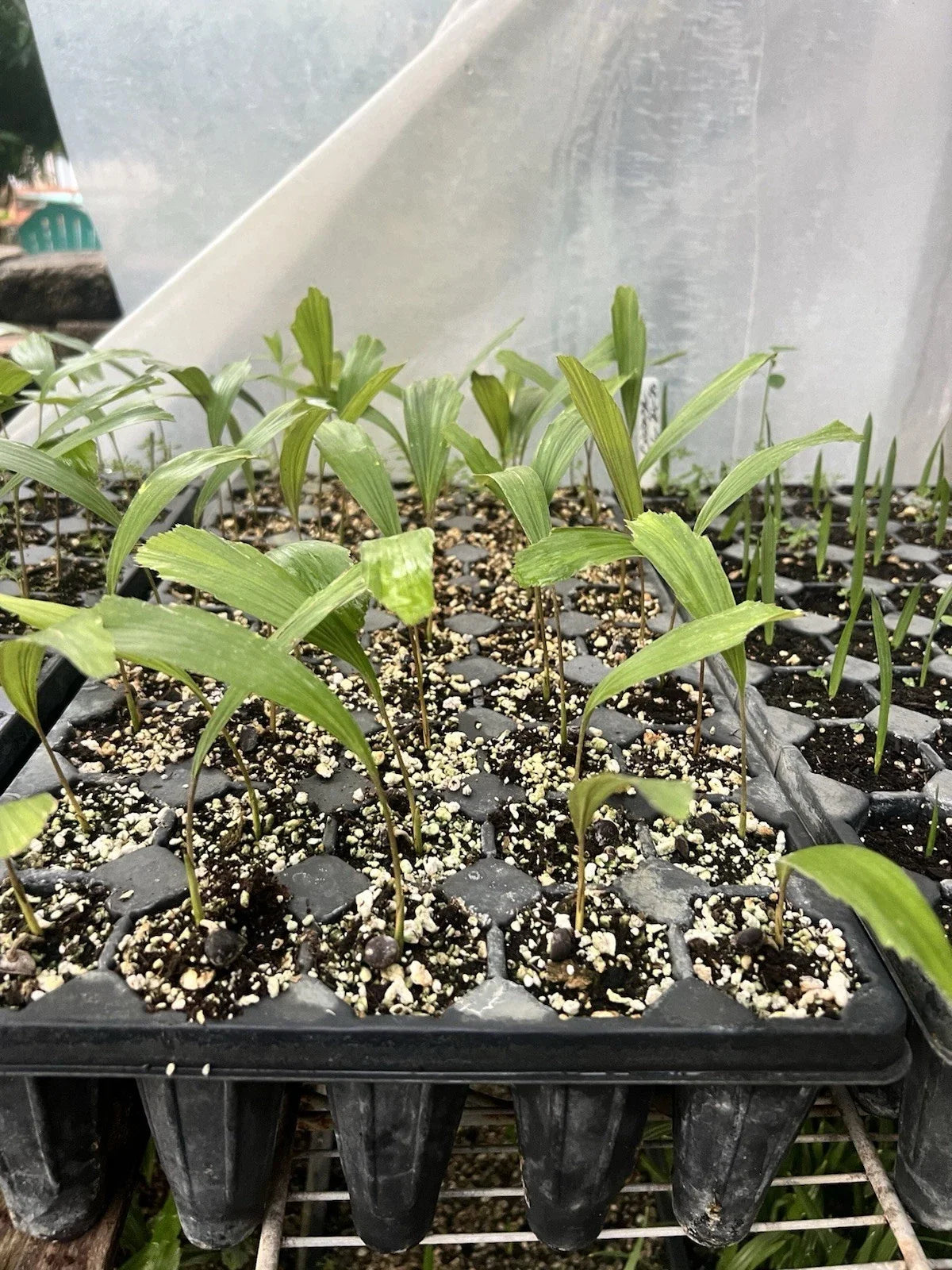 Arenga engleri (Dwarf Sugar Palm) Bare-Root Starter Seedlings — Set of 2