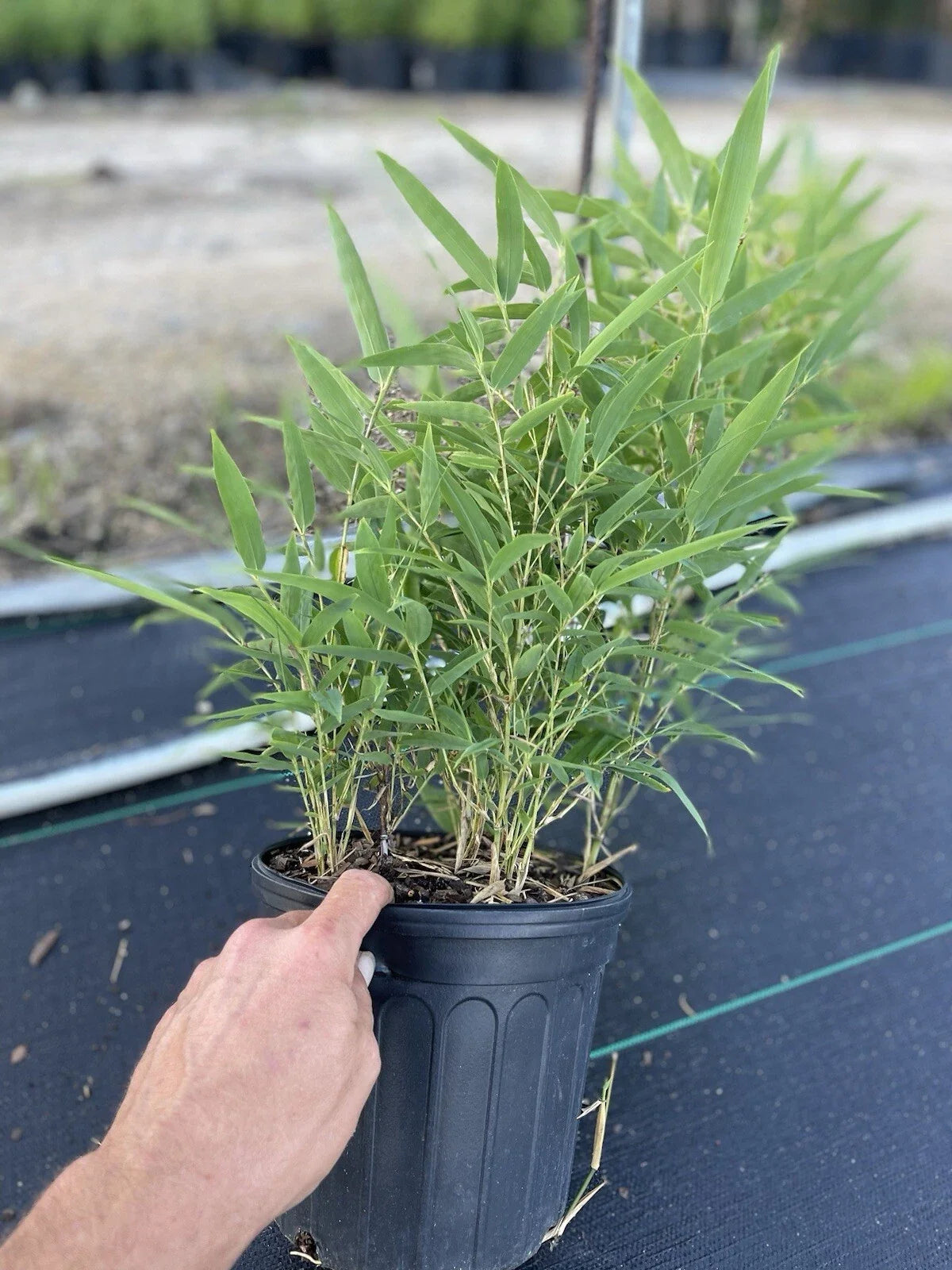 Black Bamboo Plant Phyllostachys nigra – Live Multi-Cane Starter, Non-Invasive Clumping Bamboo