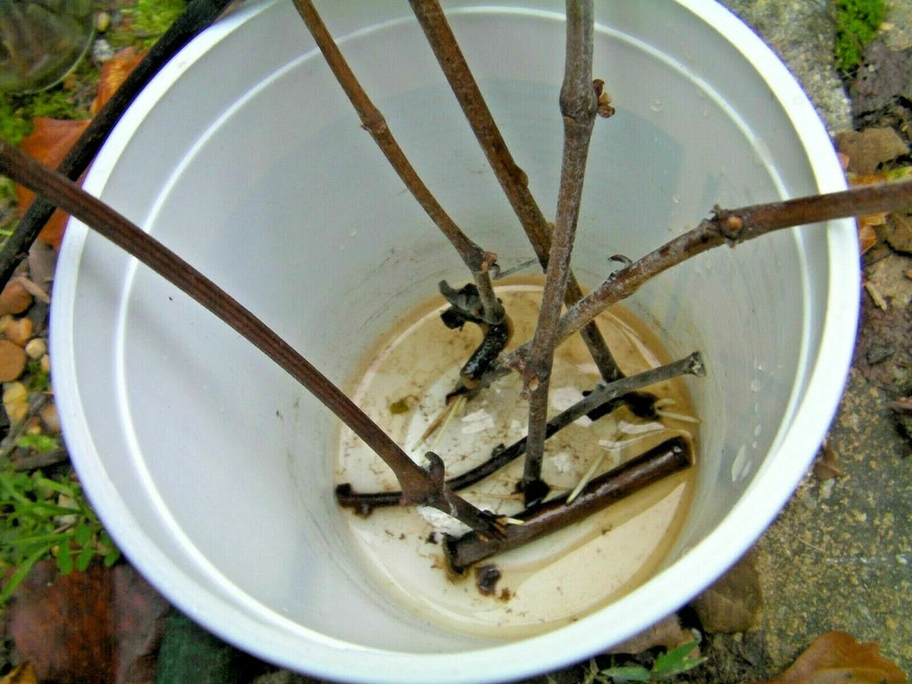 Azalea Cuttings Pink & White | Unrooted Rhododendron 6–7 in, 7pcs, Grafting or Rooting