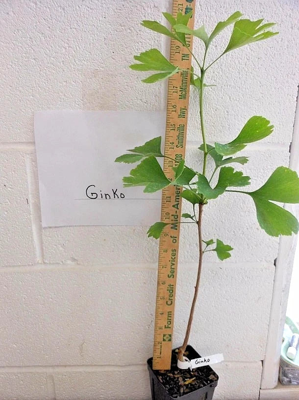 Ginkgo Biloba Live Tree - Bareroot 6–12" Tall, Zones 3–9