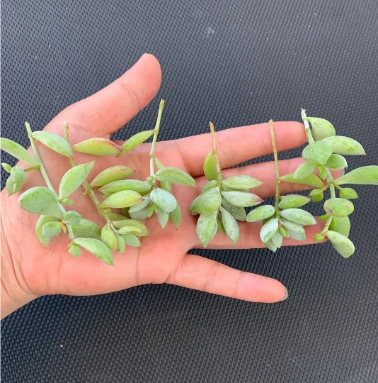 Cotyledon pendens Cuttings - Unrooted Trailing Succulent, Cliff Cotyledon (3-Pack)