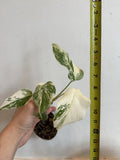Rooted Variegated Monstera Plant - Albo Borsigiana - Tropical Indoor Houseplant - Easy Care Greenery