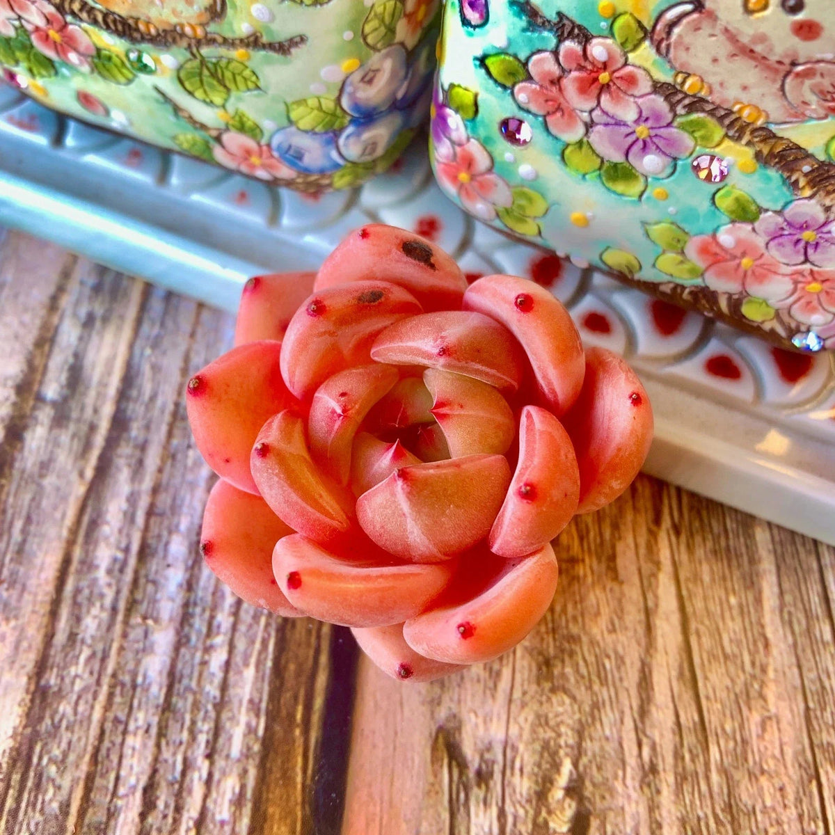 Pink Champagne Succulent – Rare Bare Root Echeveria