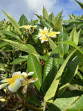 Yellow Plumeria Cutting 10 inch Unrooted Single Head - Plumeria spp. - Pack of 25 Fresh Starter Cuttings