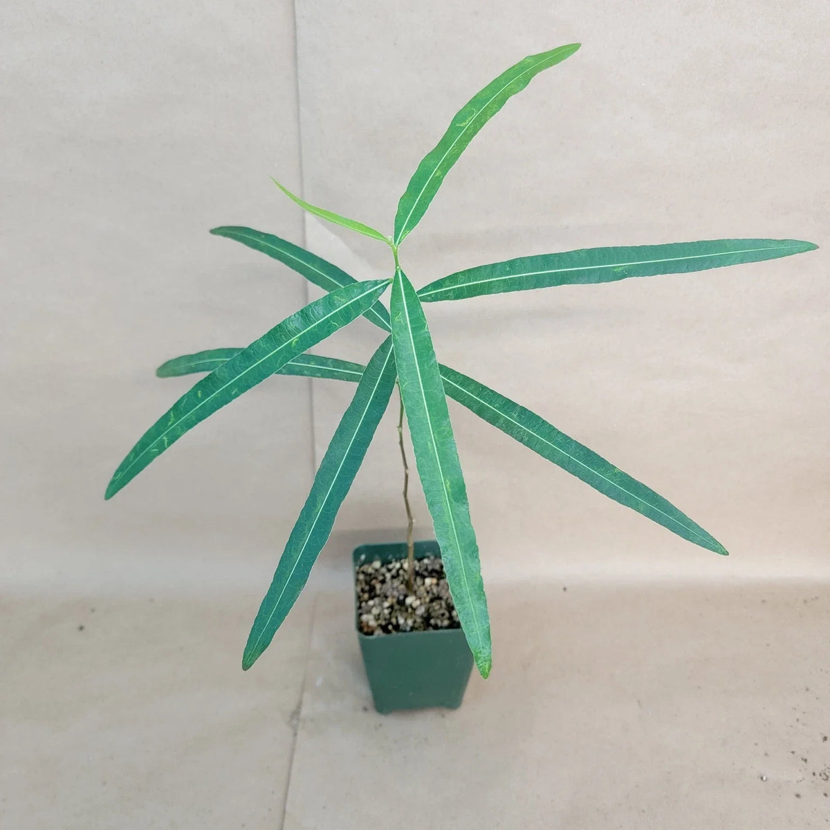 Brachychiton rupestris Bottle Tree | Rare Australian Succulent | 4" Pot | Unique Indoor Plant