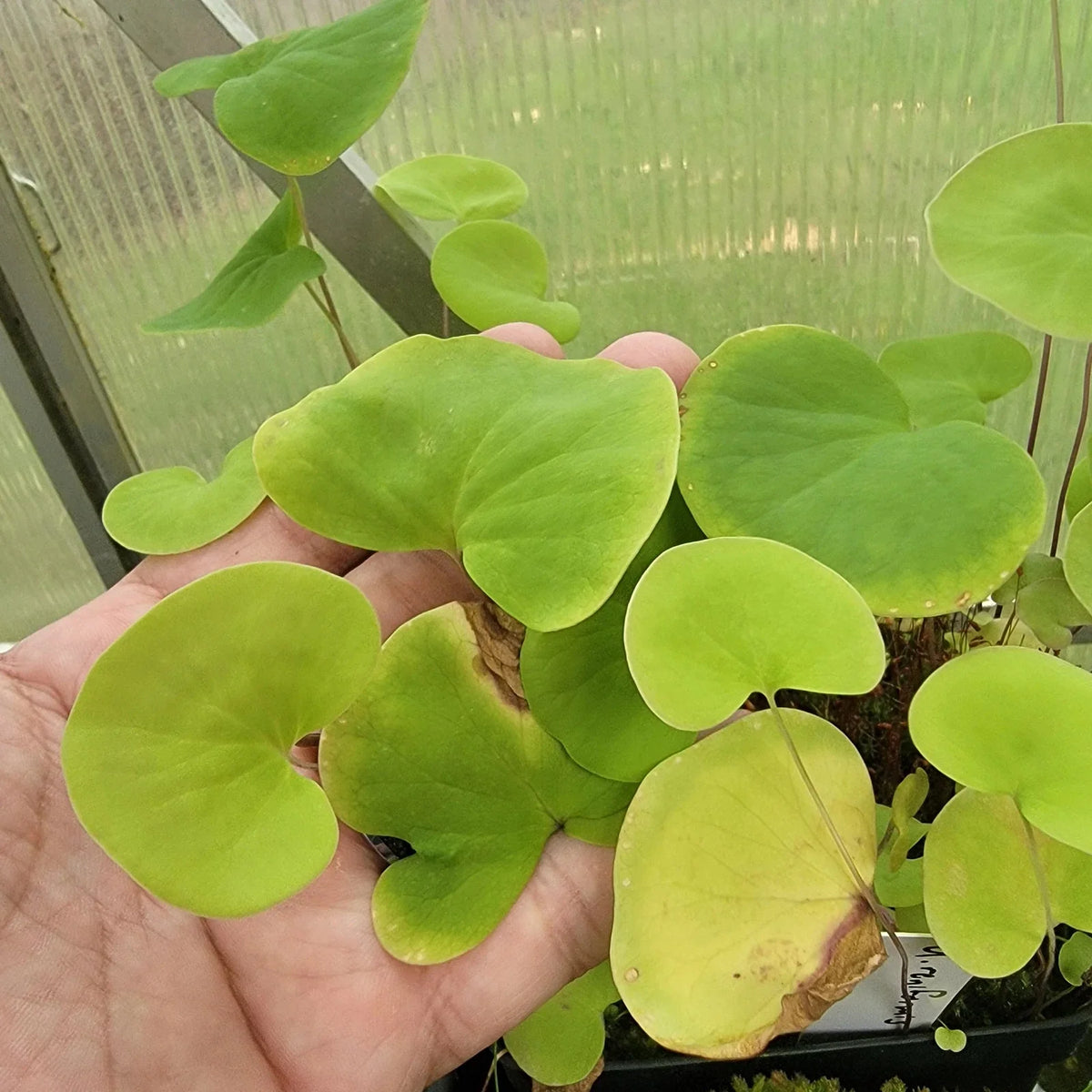Utricularia reniformis Plant Cutting - Established Roots - Highland Growth - Aquatic Bladderwort