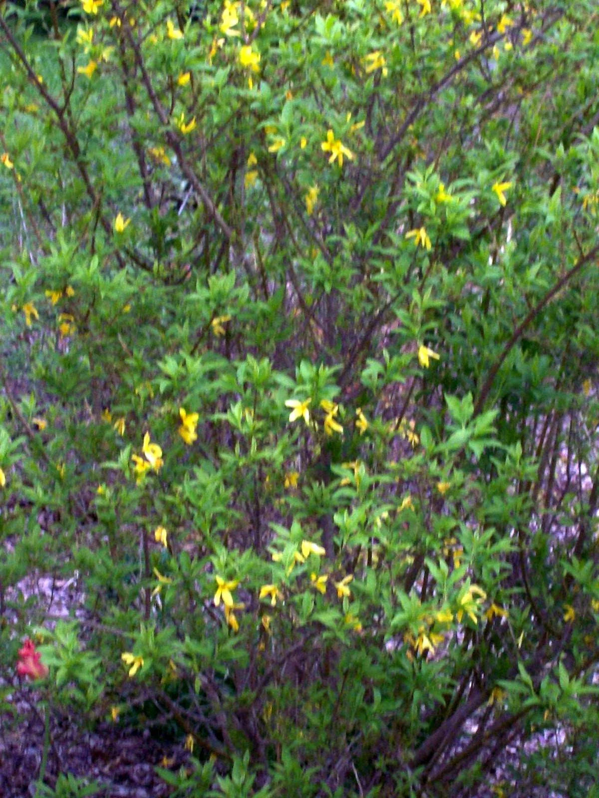 Forsythia Bush Cuttings Set of 12 Unrooted 6-8 Inches, Yellow Flowering Shrub, Forsythia x intermedia