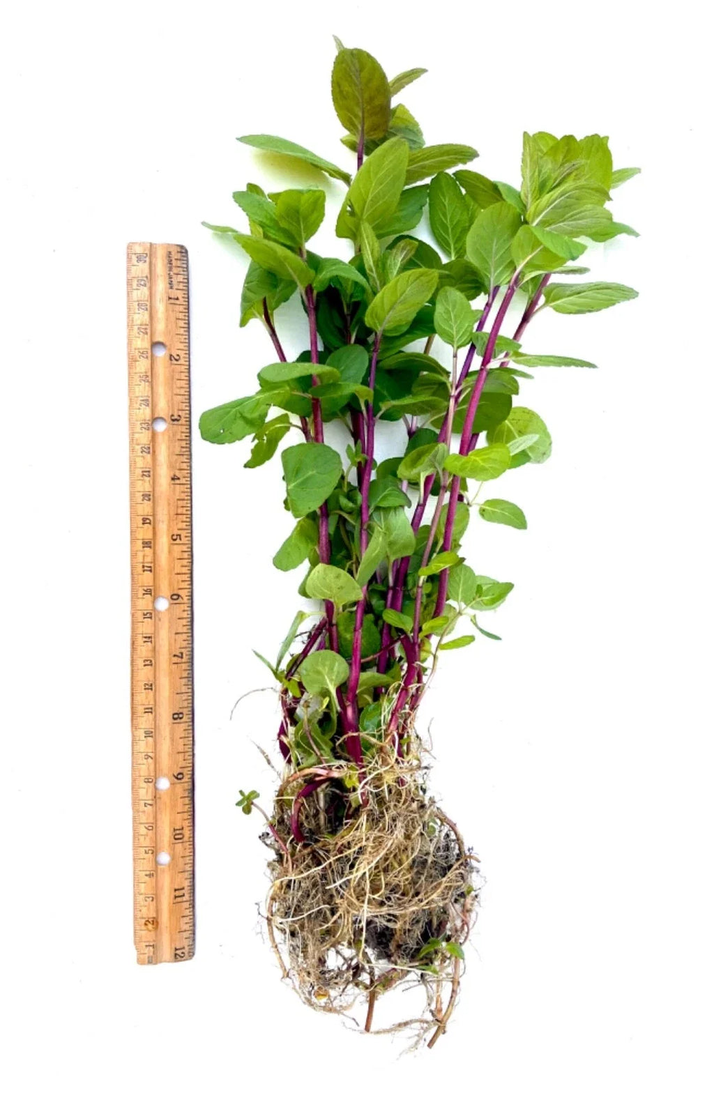 Peppermint Plants - 8 Rooted Mint Plants 8–15" Tall | Organic Live Mint Starts, Perennial & Container Friendly