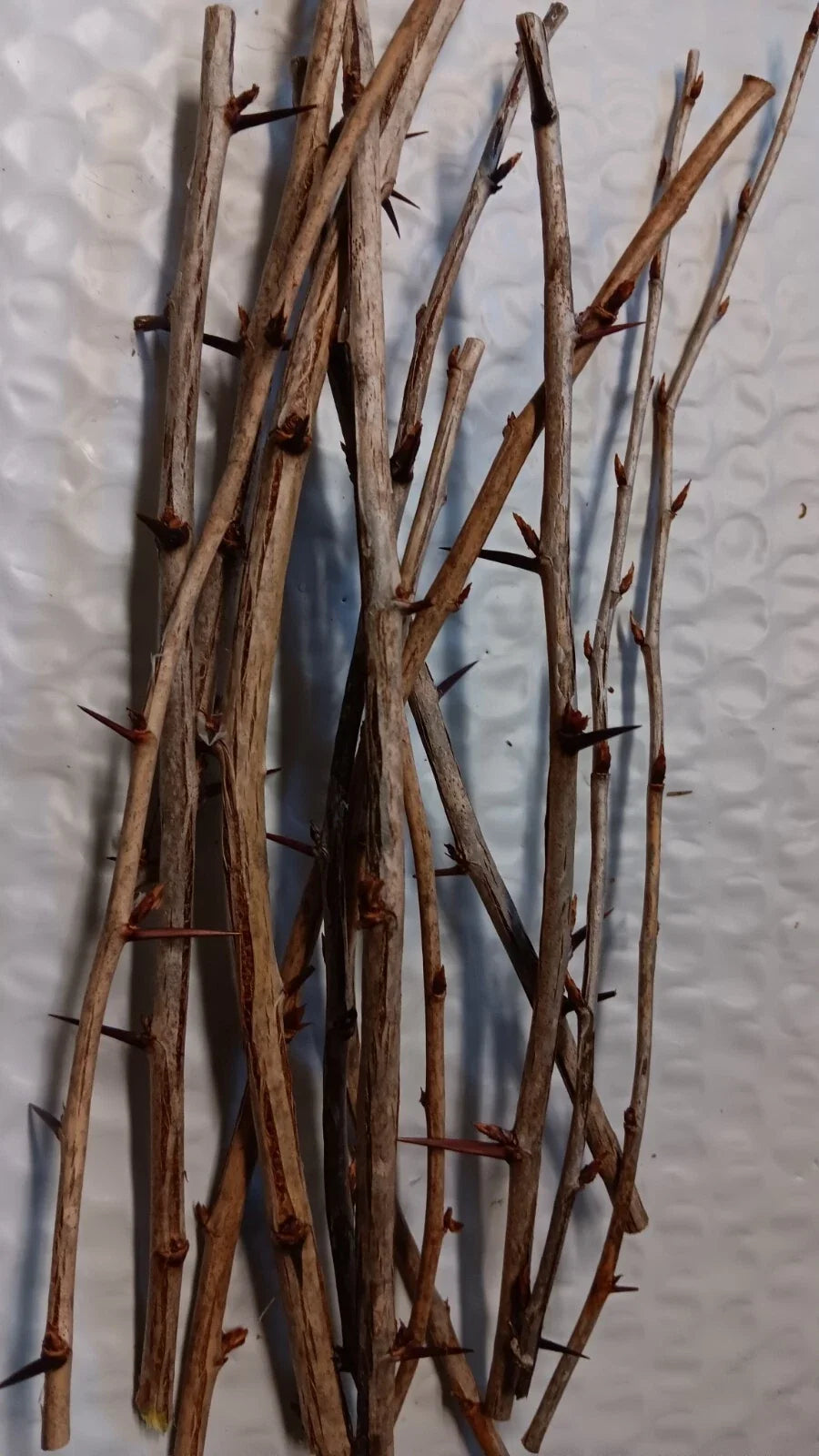 Japanese Barberry Bush Cuttings (Berberis thunbergii) — 6 Organic Unrooted Cuttings for Privacy Hedges