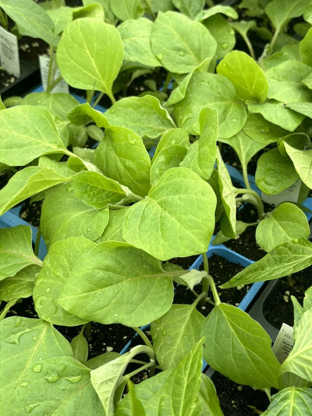 Black Beauty Eggplant Live Plants (2 Count) – Heirloom Solanum melongena, 5–10"