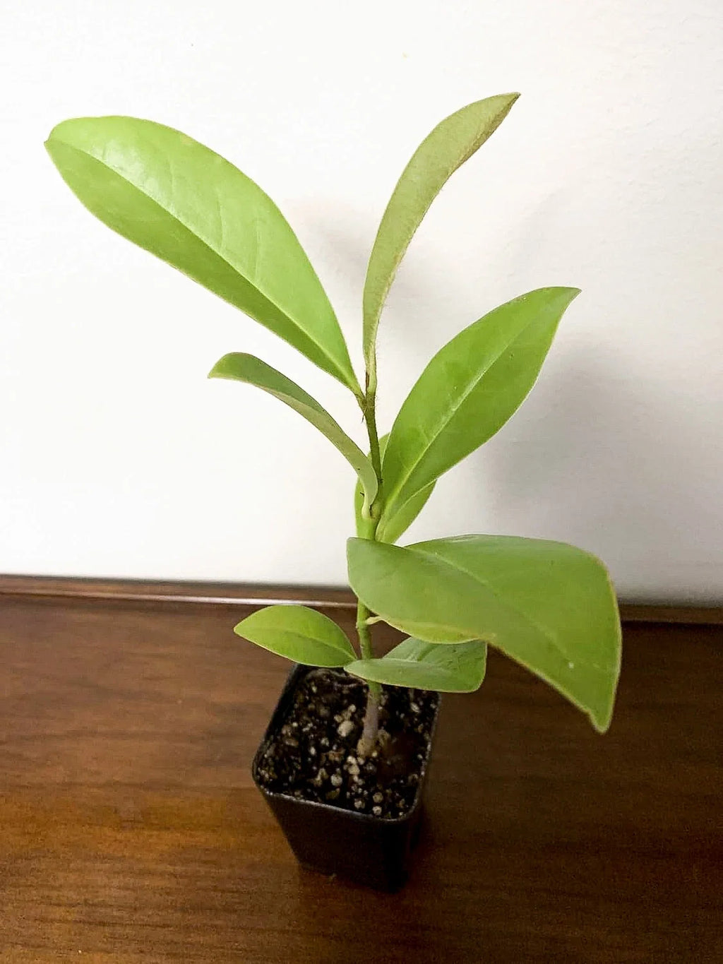 Southern Magnolia Tree (Magnolia grandiflora) - Evergreen Fragrant Flowering Live Plant in 2.5" Pot