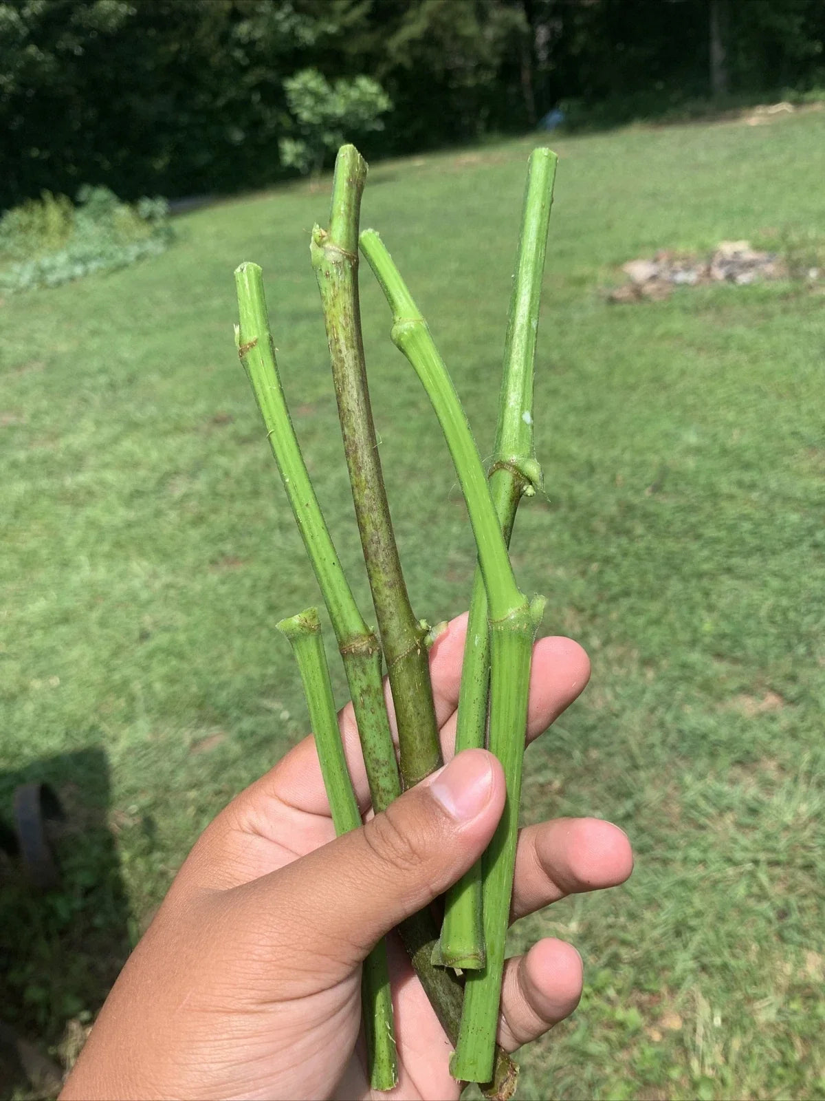 Fig Tree Cuttings, 5 Organic Unrooted Cuttings (8 inches) – Fruiting Variety, Heirloom, Propagation