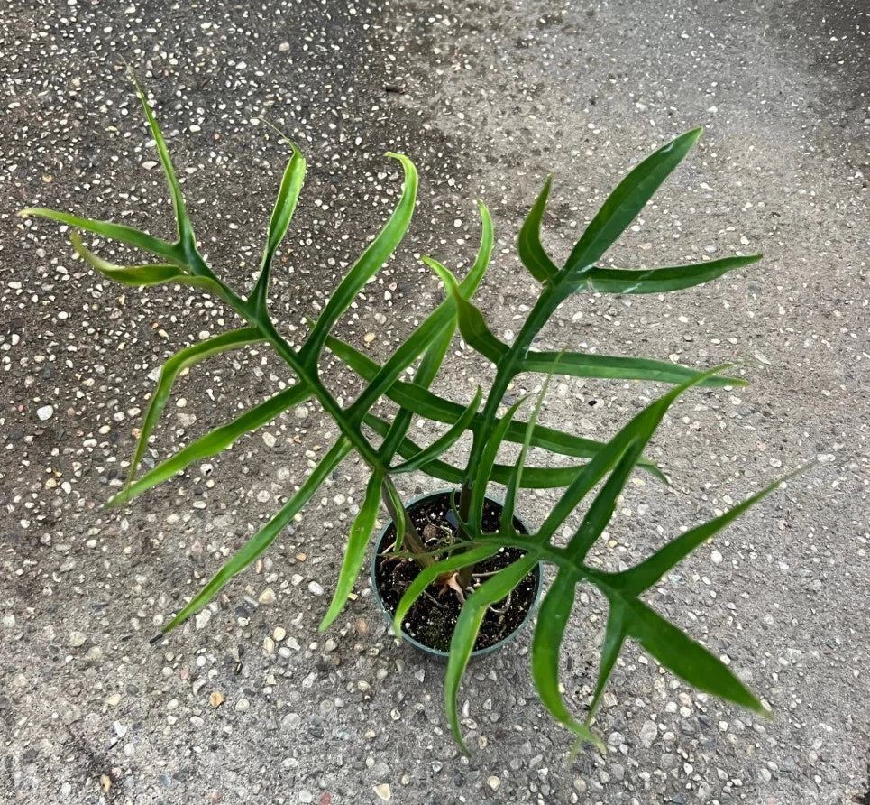 Philodendron Tortum Starter Plant - 6–8" Bareroot | Rare Aroid with Spiraled Foliage