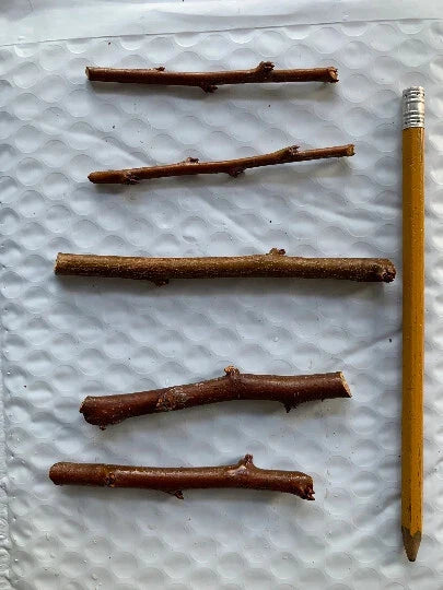 Grenade Pluot 5 Fresh Scion Wood Cuttings for Grafting – Heirloom Plum-Apricot Hybrid