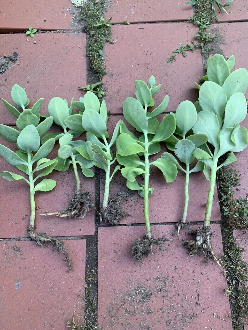 Sedum Autumn Joy Bare Root Starter Plant | Drought-Tolerant Perennial with Pink Blooms