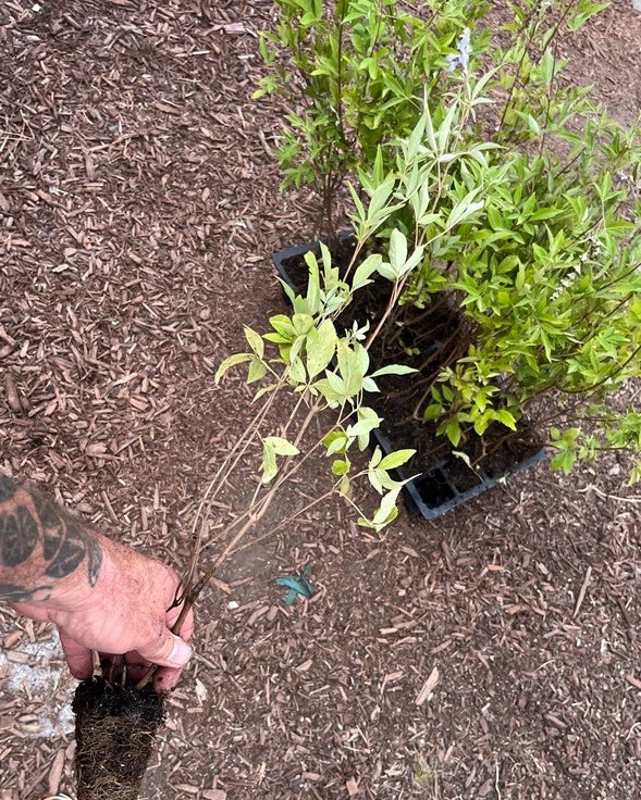 Vitex Chaste Tree Live Plant (Vitex agnus-castus) – Lilac Chasteberry Shrub/Small Tree