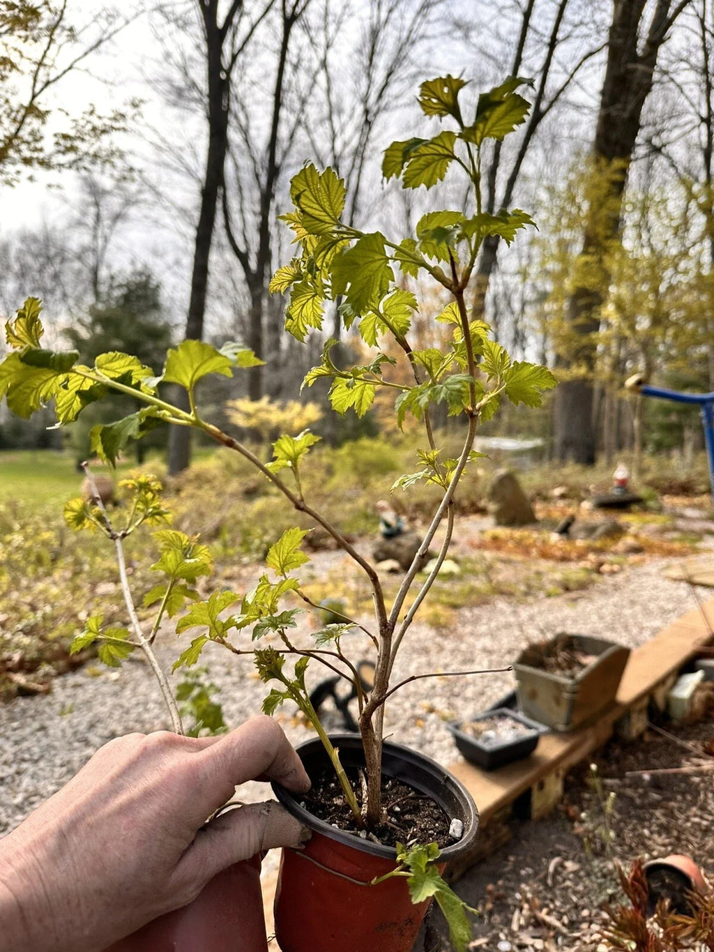 Viburnum opulus Bare Root Starter Plant | Guelder Rose European Cranberrybush