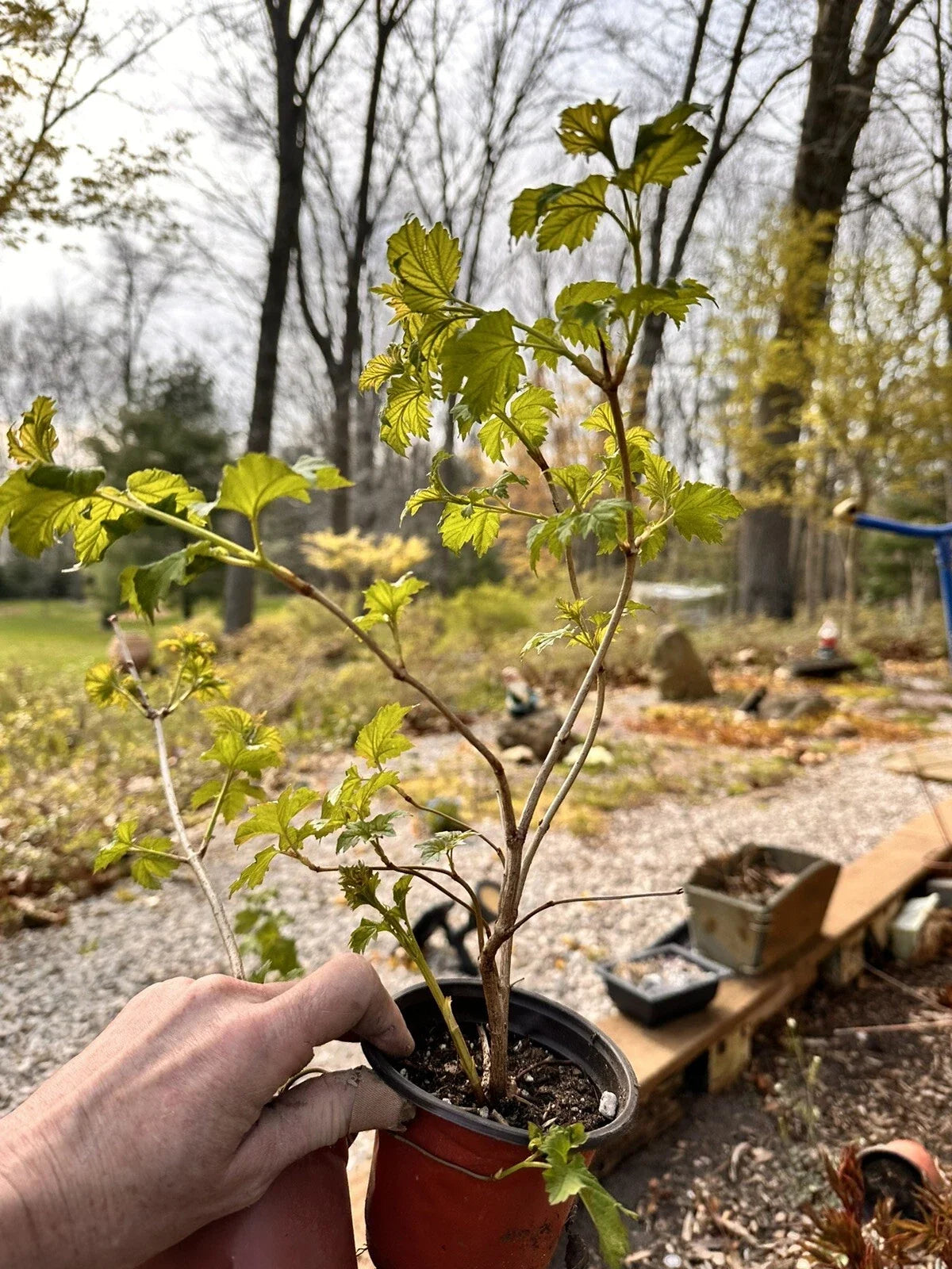 Viburnum opulus Bare Root Starter Plant | Guelder Rose European Cranberrybush