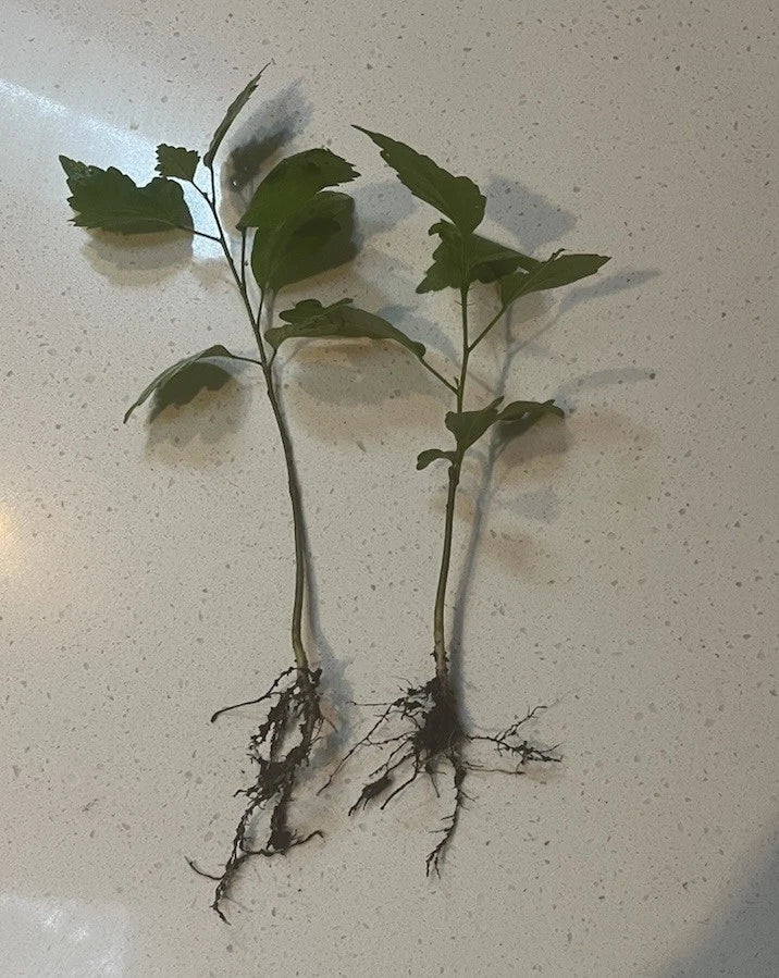 5 Rose of Sharon Bare Root Starter Plants | Hibiscus syriacus