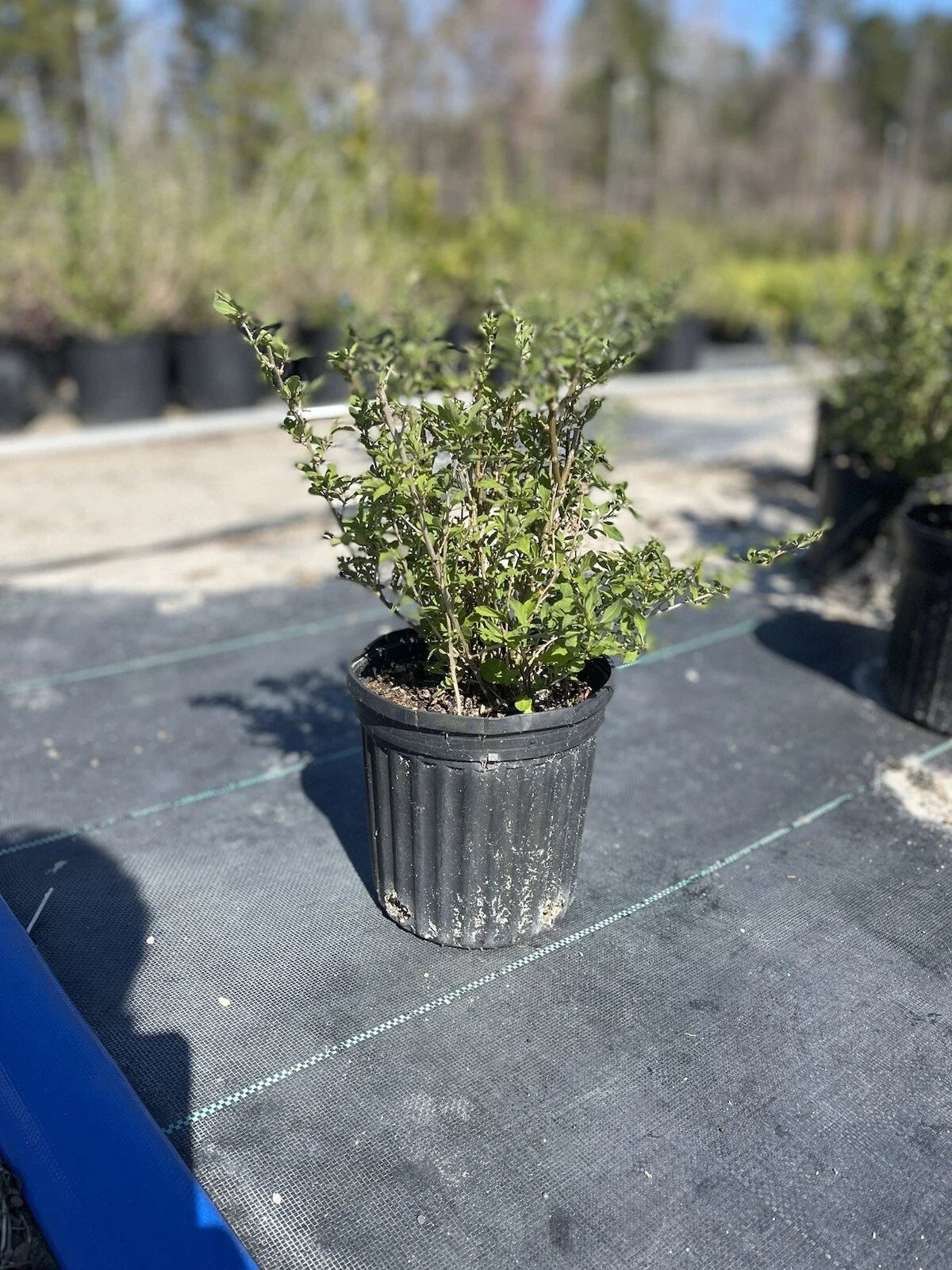 Goji Berry Plant Lycium barbarum - 6" Pot, Mature Starter shrub, Edible Berries