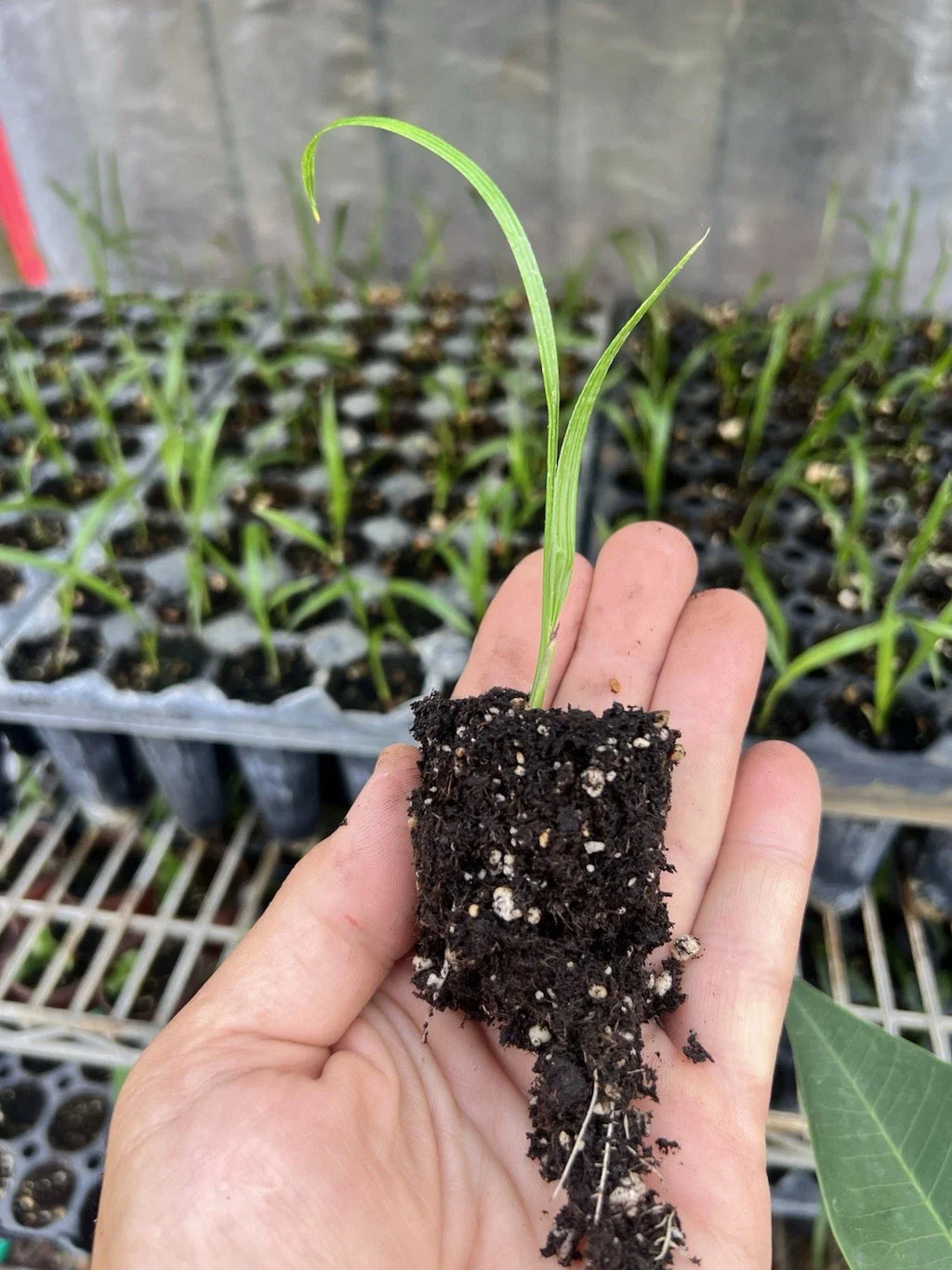 Pygmy Date Palm Seedlings (Phoenix roebelenii) - 5 Pack, 3–5" Starter Plants