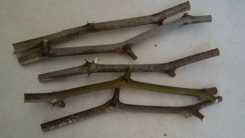 Jujube Tree Cuttings Unrooted - 5 Pcs | Ziziphus jujuba | Chinese Date - Live Fruit Tree Cuttings