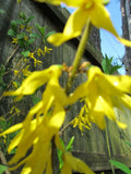 5 Cuttings Yellow Bell Forsythia - Hardy Ornamental Bush Perennial - Forsythia x intermedia