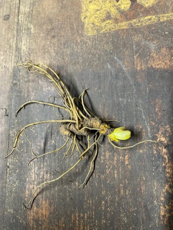 Goldenseal Roots (Hydrastis canadensis) – 5 Bare Dormant Roots for Shade Gardens