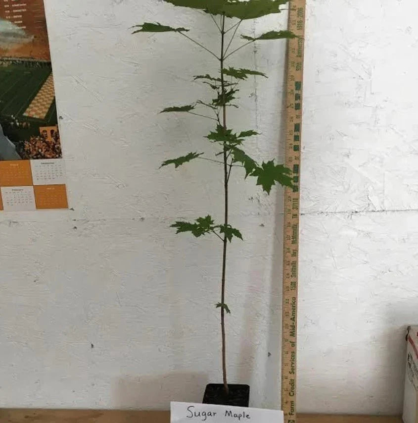 Sugar Maple Tree (Acer saccharum) Live Bareroot 10–18" Tall | Hardy Shade Tree