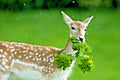 Deer Proof Native Wildflower Mix - 1 OZ+ - 15 Flowering Annuals & Perennials - Native Plant Seeds