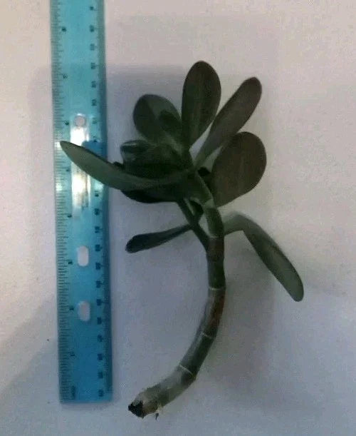7" Rooted Cutting Green Jade Succulent Plant - Crassula ovata - Easy Care Live Starter Houseplant