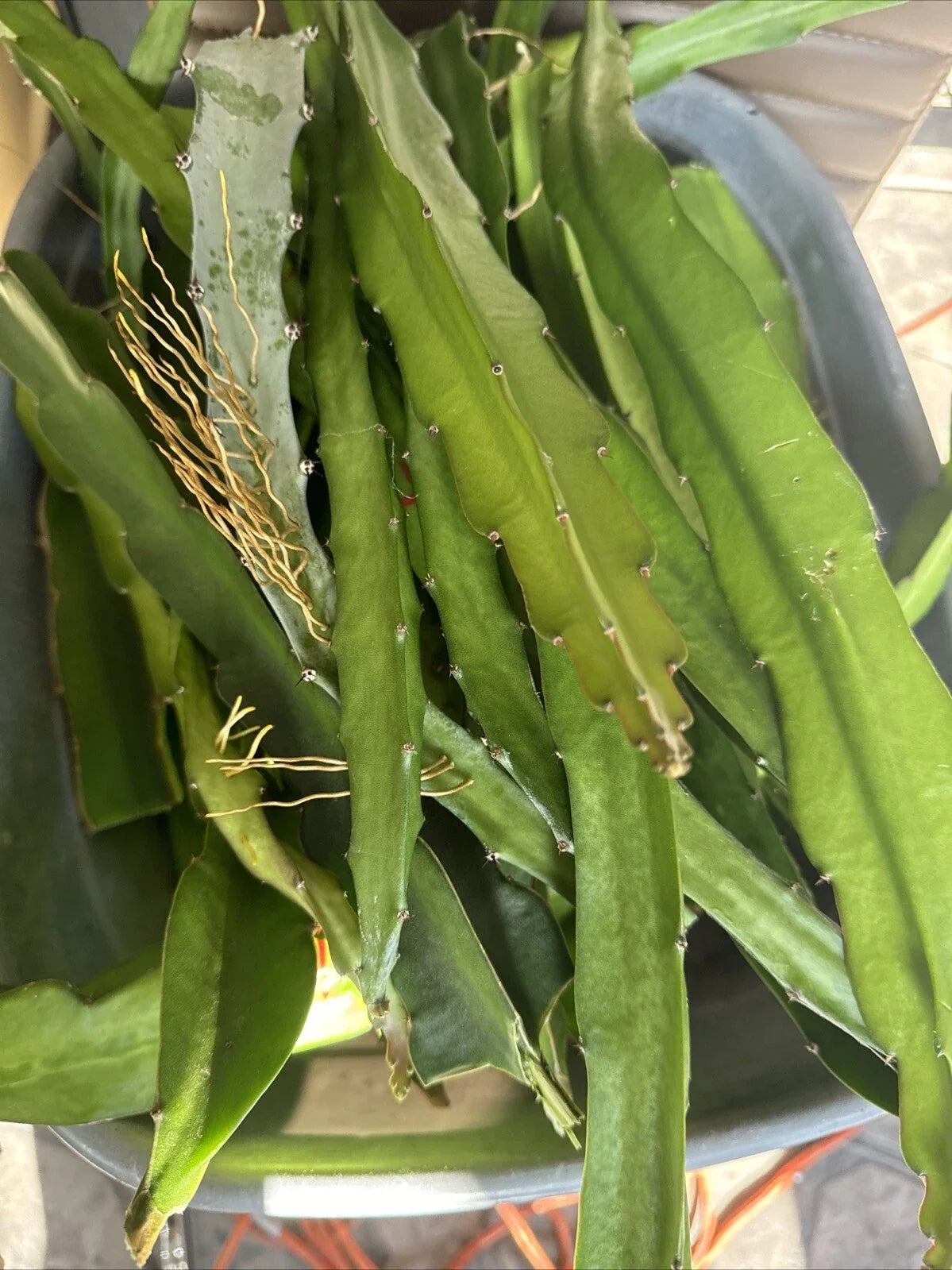 Dragon Fruit Cuttings 8-14 Inches - Hylocereus Undatus - Organic Plant Cuttings for Home Garden and Indoor Growing