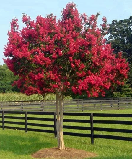 6 Healthy Cuttings of Red Crepe Myrtle - Lagerstroemia indica - 4 to 6 Inches - Free Shipping