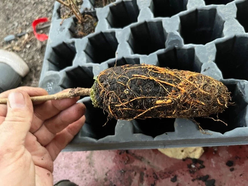 Pakistan Long Mulberry Tree Morus macroura – 1' Bare Root Live Plant