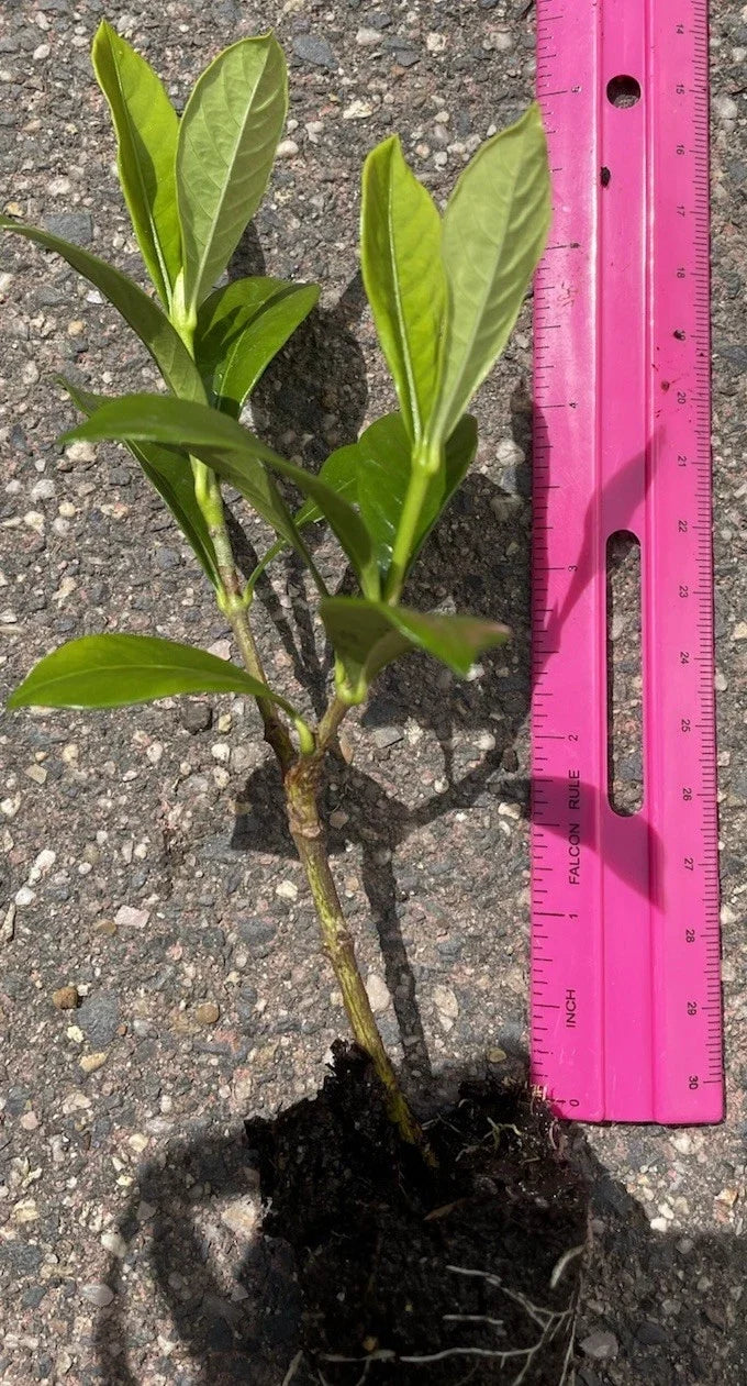 Gardenia Plants, 3 Rooted 4-5" – Fragrant White Flowering Shrubs (Unknown Variety), Ready to Transplant