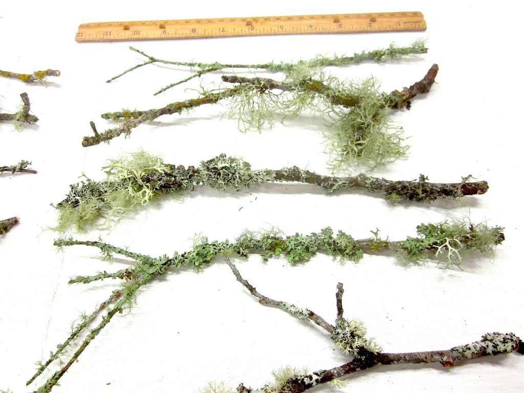 10 Live Lichen & Moss Covered Wood Sticks 6–12" – Terrarium Decor, Fairy Garden, Reptile Habitat