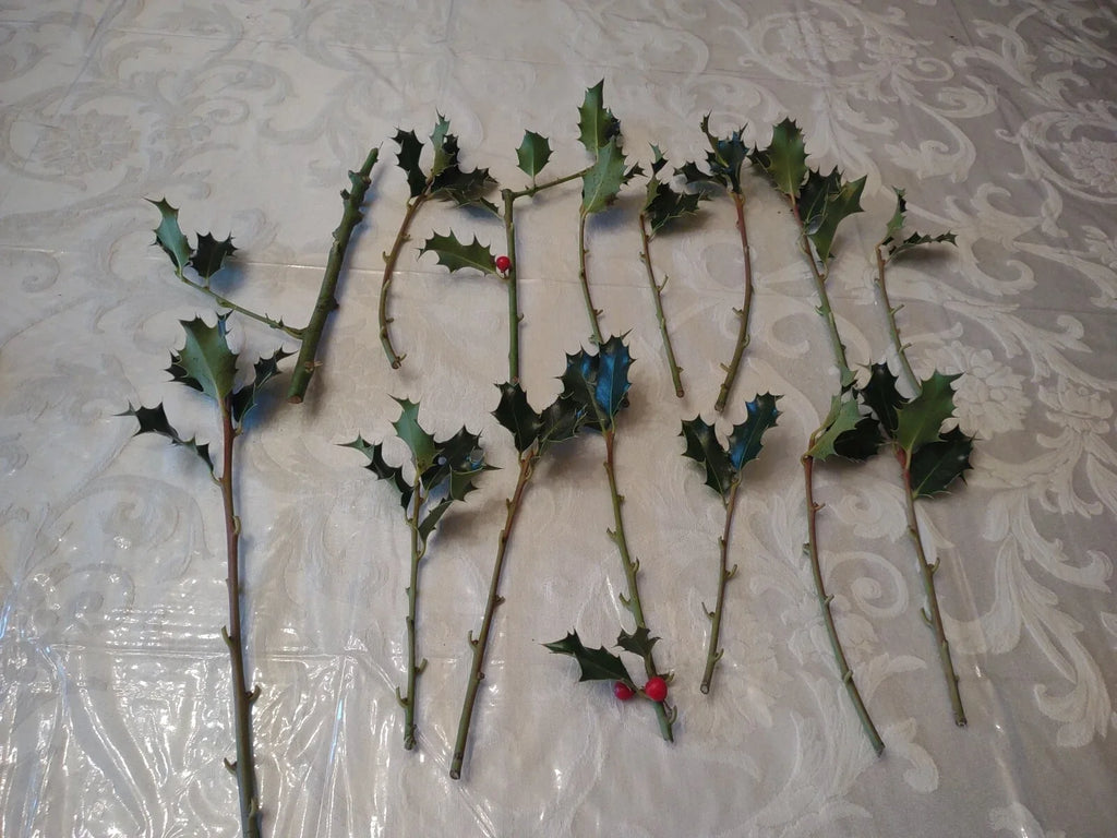 American Holly Cuttings (Ilex opaca) - 15 Fresh Unrooted | Organic, Evergreen