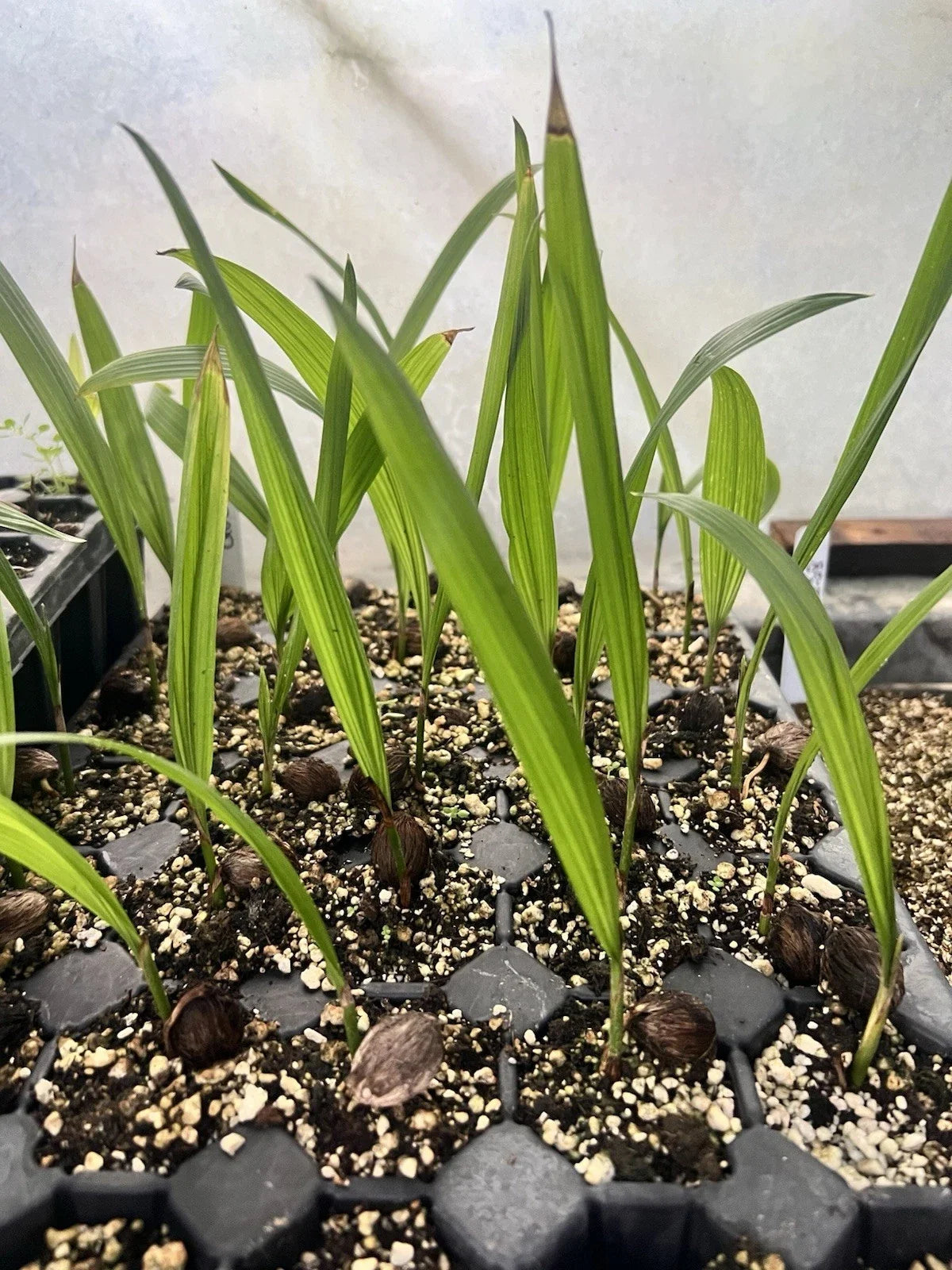 Queen Palm Seedlings (Syagrus romanzoffiana) - 2 Bare-Root Starter Plants