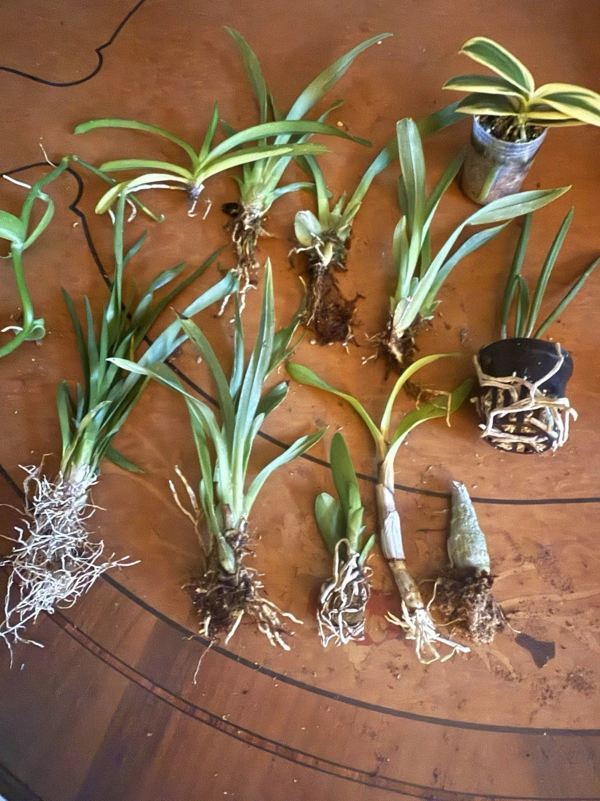 12 Bare Root Orchid Plants (3–5") - Assorted Varieties | Indoor Tropical Flowering Plants