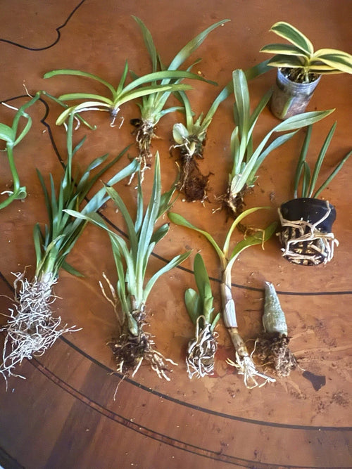 12 Bare Root Orchid Plants (3–5") - Assorted Varieties | Indoor Tropical Flowering Plants