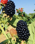 Blackberry Plants (2-Pack) in 3" Pots – Ready to Plant, Sweet Juicy Berries