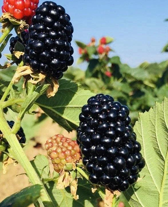 Blackberry Plants (2-Pack) in 3" Pots – Ready to Plant, Sweet Juicy Berries