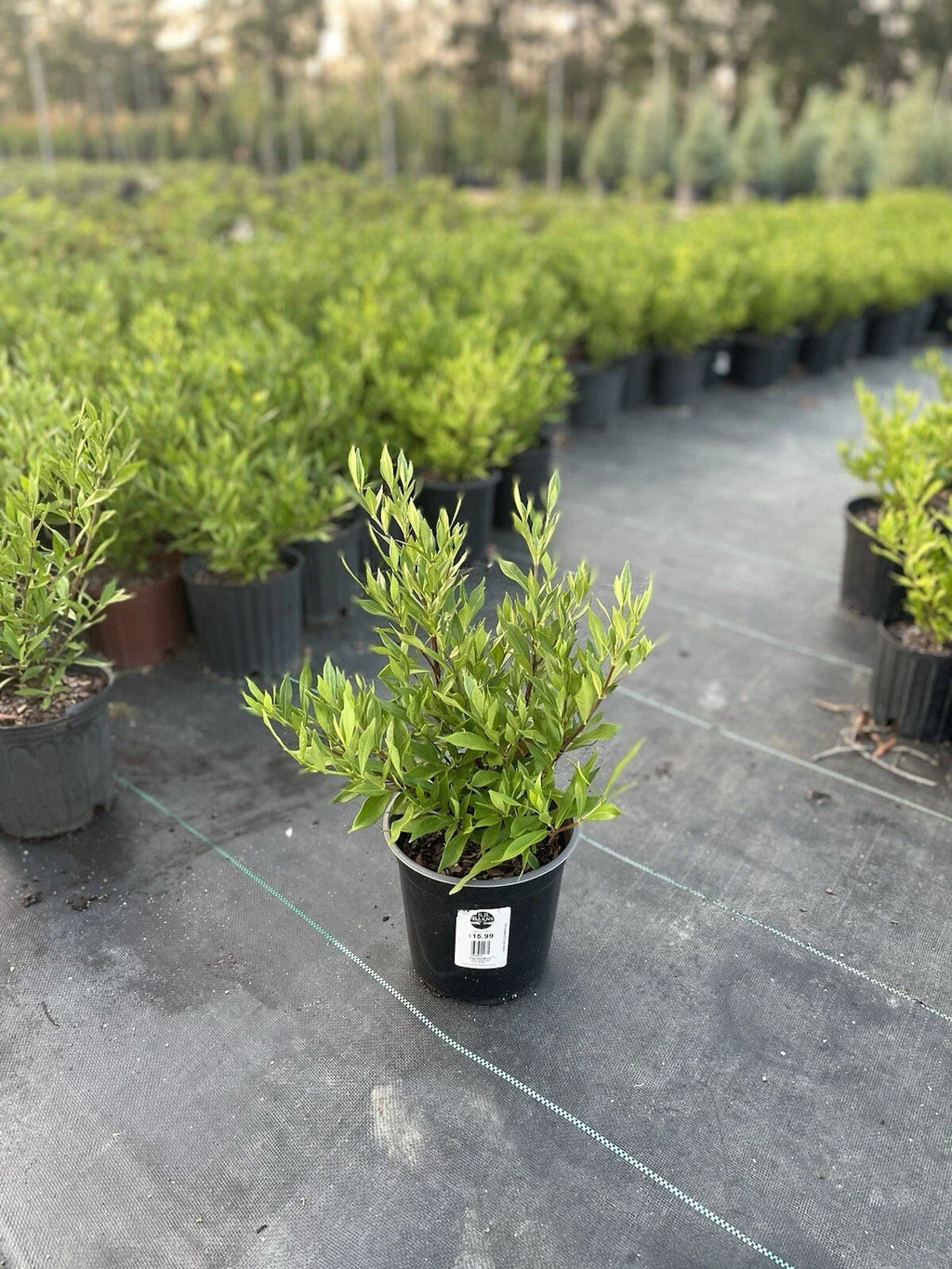 Frostproof Gardenia – Mature Live Plant in 1-Gallon Pot, Fragrant White Blooms, Evergreen Shrub