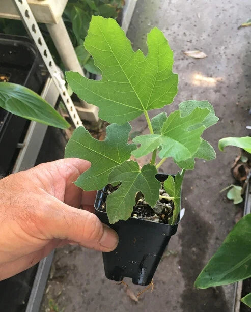 Chicago Hardy Fig Tree (Ficus carica) – Live, Self-Fertile, Cold Hardy, Fruitful in Ground or Container