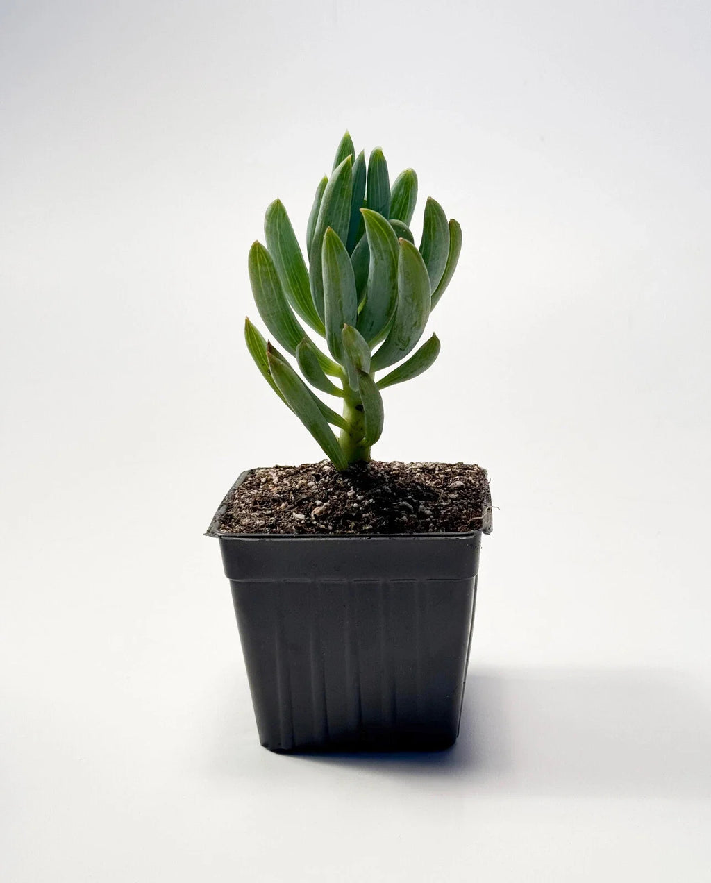 Blue Chalkstick Succulent Senecio serpens (Curio repens) - 4-Inch Pot