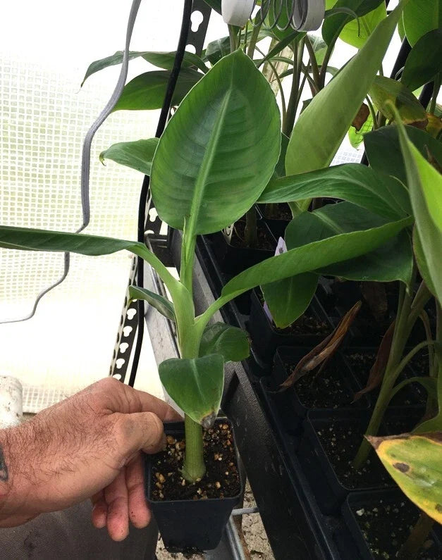 Dwarf Cavendish Banana Plant – Live Starter Plant, Edible Bananas, 5–8 ft