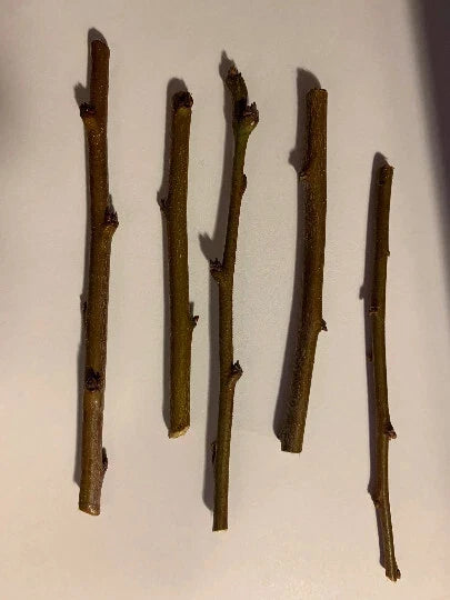 Sweet Pluerry Scion Cuttings (5 Unrooted 3–5") for Grafting – Plum x Cherry Hybrid